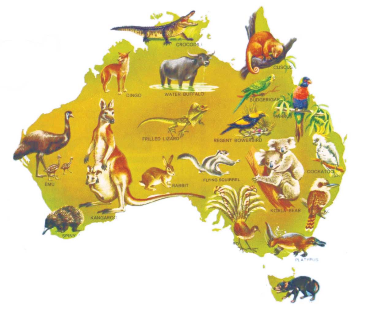 Про австралию 2 класс. Животные Австралии на карте. Карта Австралии с животными и растениями. Животная карта Австралии.